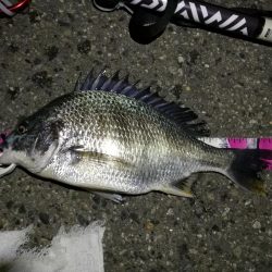 (2020/06/13 南港ヘチ釣り キビレチヌ(44.5cm,42cm~)ガシラ22 cm 釣果有り)