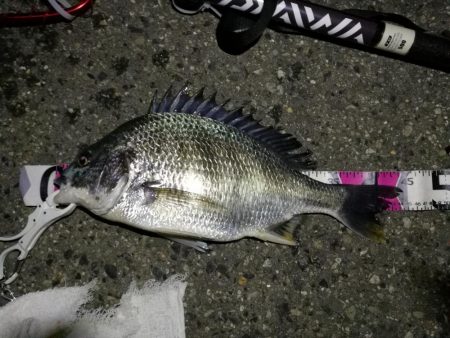 (2020/06/13 南港ヘチ釣り キビレチヌ(44.5cm,42cm~)ガシラ22 cm 釣果有り)