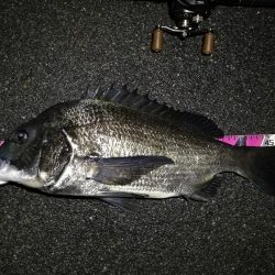 (2020/06/14 南港ヘチ釣り 真チヌ(49.5cm)ガシラ 釣果有り)