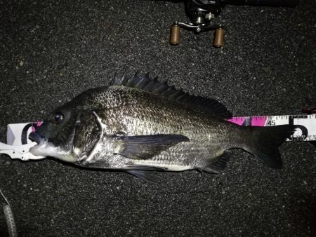 （2020/06/14 南港ヘチ釣り　 真…