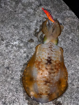 久々のキロアップ