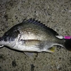 （2020/06/17 南港ヘチ釣り　 キビレチヌ（43cm、39cm～）ガシラ 釣果有り）