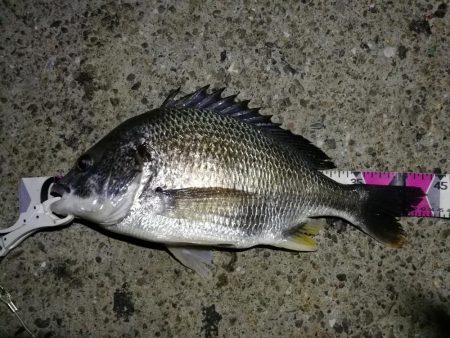 （2020/06/17 南港ヘチ釣り　 キ…