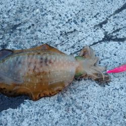 デカイカは見えただけ…