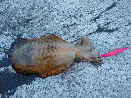 デカイカは見えただけ…