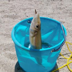 巨大シロギス筆頭に40匹超え