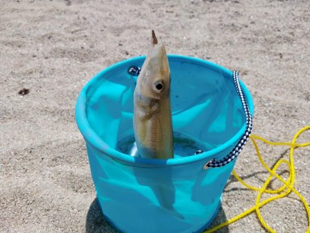 巨大シロギス筆頭に40匹超え