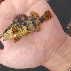 サバ、タケノコメバル