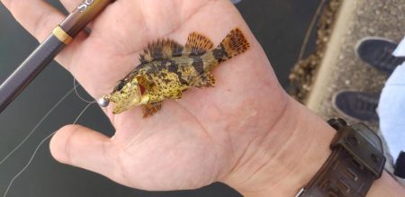 サバ、タケノコメバル