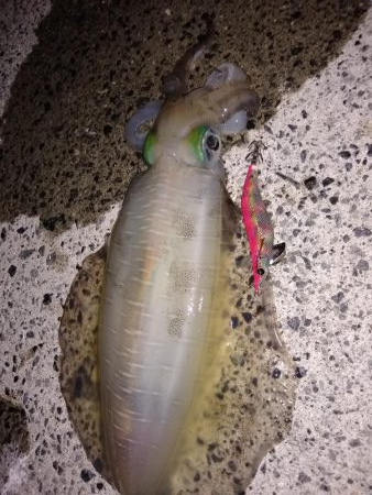 久しぶりのキロアップ