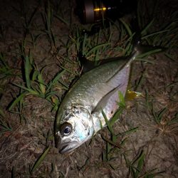 ポップクィーンでギンガメアジとチヌ