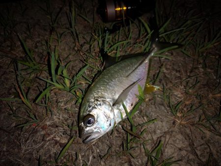 ポップクィーンでギンガメアジとチヌ