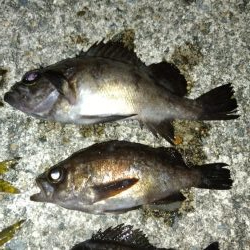 自粛解除を受けて