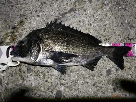 （2020/06/20 南港ヘチ釣り　 真…