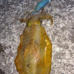 今日は子イカだらけ