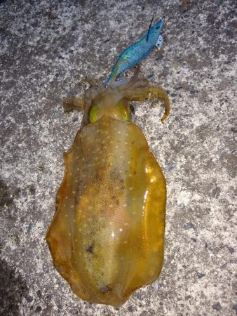 今日は子イカだらけ