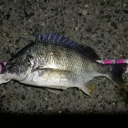 (2020/06/21 南港ヘチ釣り キビレチヌ46cm 頭、ガシラ 釣果有り)