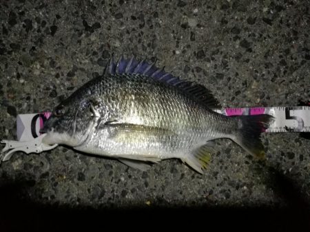 （2020/06/21 南港ヘチ釣り　 キ…