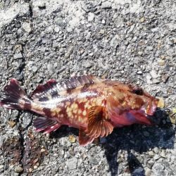 テトラで穴釣り