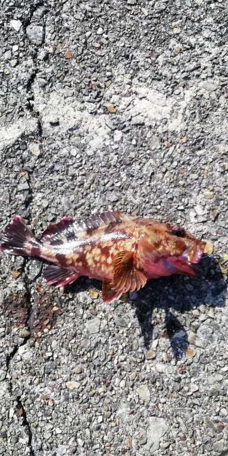 テトラで穴釣り