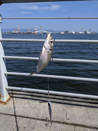 サバゲー　鯖は好調