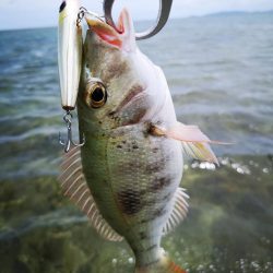 インリーフでなかなかの好調