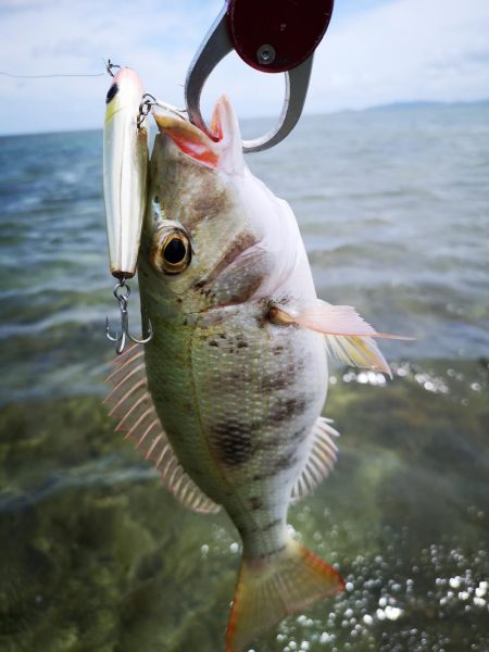 インリーフでなかなかの好調