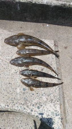 夏マゴチ絶好調