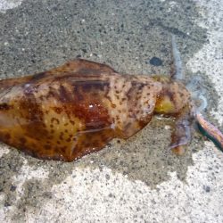 ギリキロいかず…