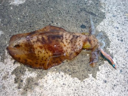 ギリキロいかず…