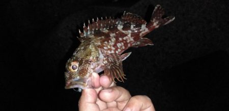 カサゴ 投げて待つだけ