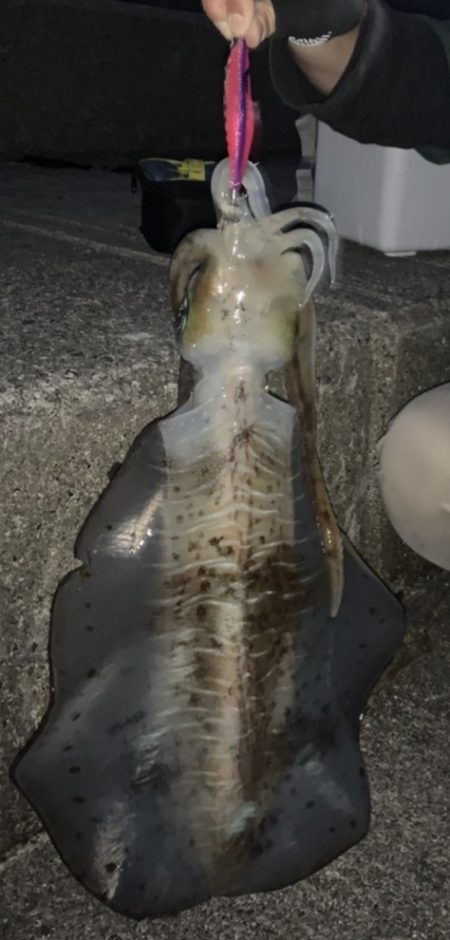 アオリイカ！念願の2キロアップ