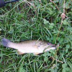 スモールマウス