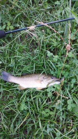 スモールマウス