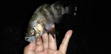 メバル、アジ、カサゴ