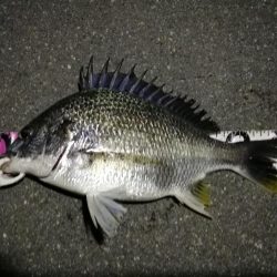 （2020/06/26 南港ヘチ釣り　 キビレチヌ38cm～ 釣果有り）