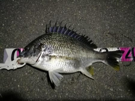 （2020/06/26 南港ヘチ釣り　 キ…