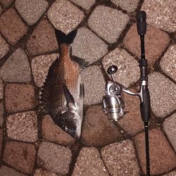 ナイタークロダィ