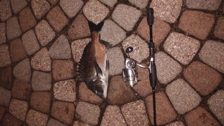 ナイタークロダィ