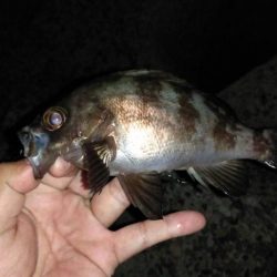 メバル、カサゴ