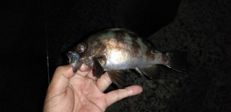 メバル、カサゴ