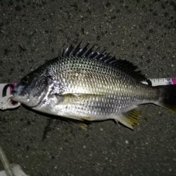 (2020/06/27 南港ヘチ釣り キビレチヌ41cm~ 釣果有り)