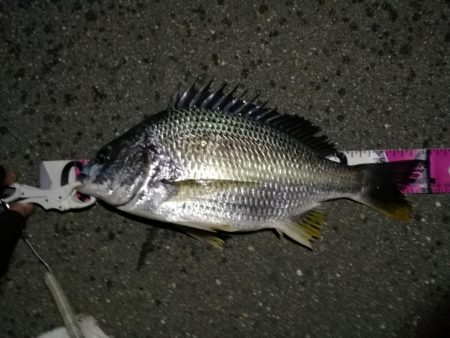 (2020/06/27 南港ヘチ釣り キビレチヌ41cm~ 釣果有り)