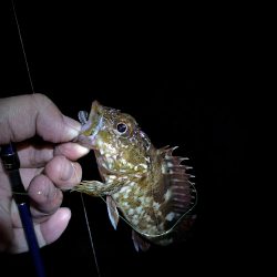 メバリングのはずが。