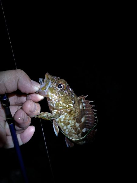 メバリングのはずが。