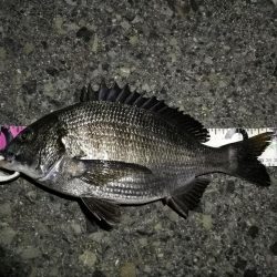 （2020/06/28 南港ヘチ釣り　 真チヌ35cm、キビレチヌ、ガシラ 釣果有り）