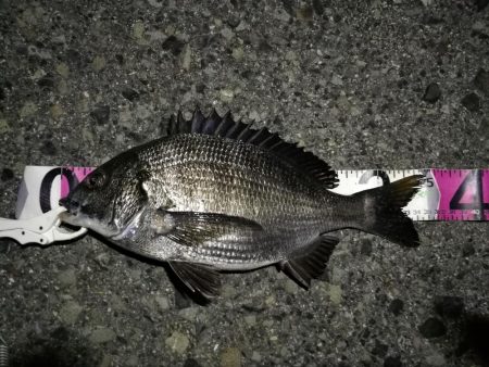 （2020/06/28 南港ヘチ釣り　 真チヌ35cm、キビレチヌ、ガシラ 釣果有り）