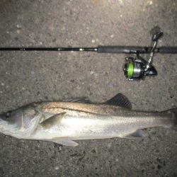 シーバス短時間釣行