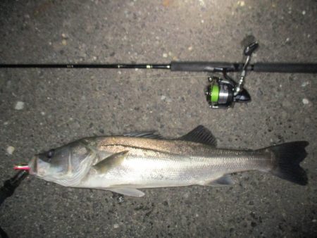 シーバス短時間釣行