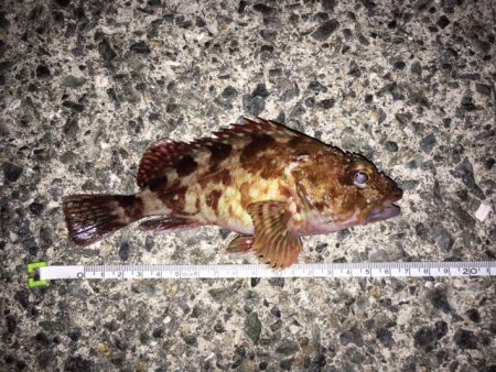 強いアタリとともに・・・